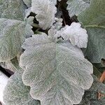 Salvia argentea Folha