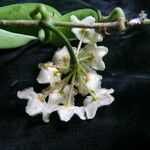 Hoya longifolia Flor