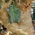 Cyphostemma juttae Corteza