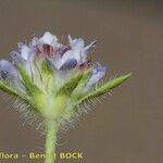Lomelosia simplex Blüte
