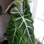 Alocasia micholitziana Leaf