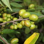 Xylopia sericea Fruit