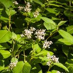 Persicaria campanulata Flower