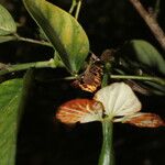 Senna hayesiana Flower