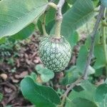 Annona senegalensis Frukto