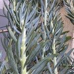 Senecio serpens Blad