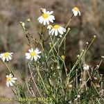 Argyranthemum gracile ശീലം