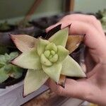 Echeveria agavoides Feuille