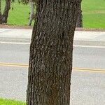 Cinnamomum camphora Bark