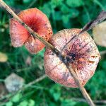 Physalis alkekengi Fruto