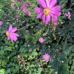 Anemone x hybrida 花
