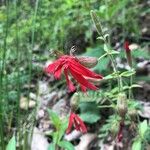 Silene virginica Hábito