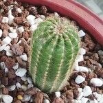 Echinocereus pectinatus Leaf