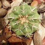 Melocactus azureus Συνήθη χαρακτηριστικά