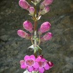 Penstemon clevelandii Květ