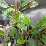 Dryas octopetala Leaf