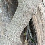 Pisonia aculeata बार्क (छाल)