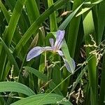 Iris virginica Flor
