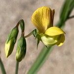 Lathyrus annuus फूल