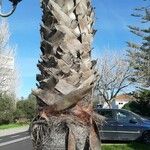 Washingtonia robusta Žievė