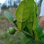 Citrus hystrix Leaf