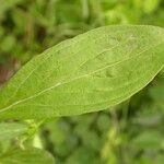 Spermacoce glabra Leaf