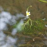 Ranunculus circinatus ഇല