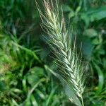 Elymus canadensis Liść