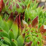 Sempervivum globiferum Leaf