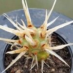 Tephrocactus articulatus 葉