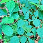 Celtis africana Leaf