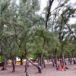 Casuarina equisetifolia Habit