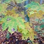 Acer platanoides Fuelha