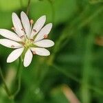 Stellaria graminea Fula
