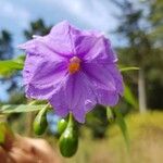 Solanum aviculare Květ