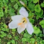 Colchicum alpinum Flower