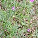 Geranium columbinum Hábito