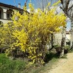 Forsythia suspensa Habitus