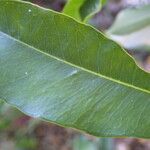 Mimusops petiolaris Leaf