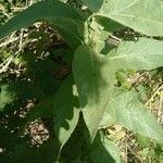 Verbascum speciosum Leaf