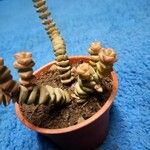 Crassula rupestris पत्ता