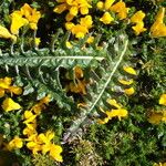 Cirsium filipendulum Lapas