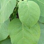 Solanum abutiloides Leaf