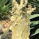 Cyphostemma currorii Vivejo