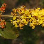 Byrsonima crassifolia Floare
