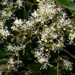 Copaifera aromatica Λουλούδι