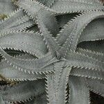 Dyckia marnier-lapostollei Φύλλο