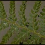 Polystichum dudleyi ᱥᱟᱠᱟᱢ