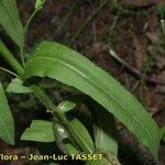 Cynoglossum montanum Deilen