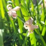 Hyacinthus orientalis Blomma